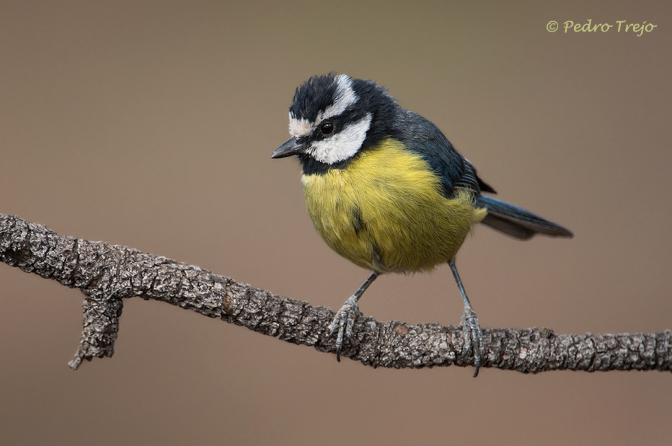 Herrerillo norteafricano (Parus teneriffae)